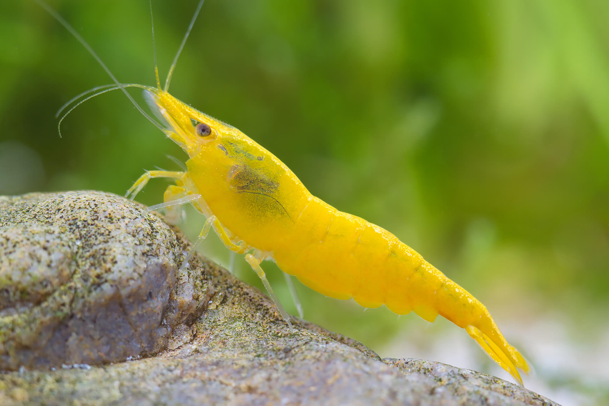 Yellow Fire Shrimp